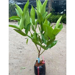 Cây mận xanh đường ST, đỏ MST( cập nhật 2026 )