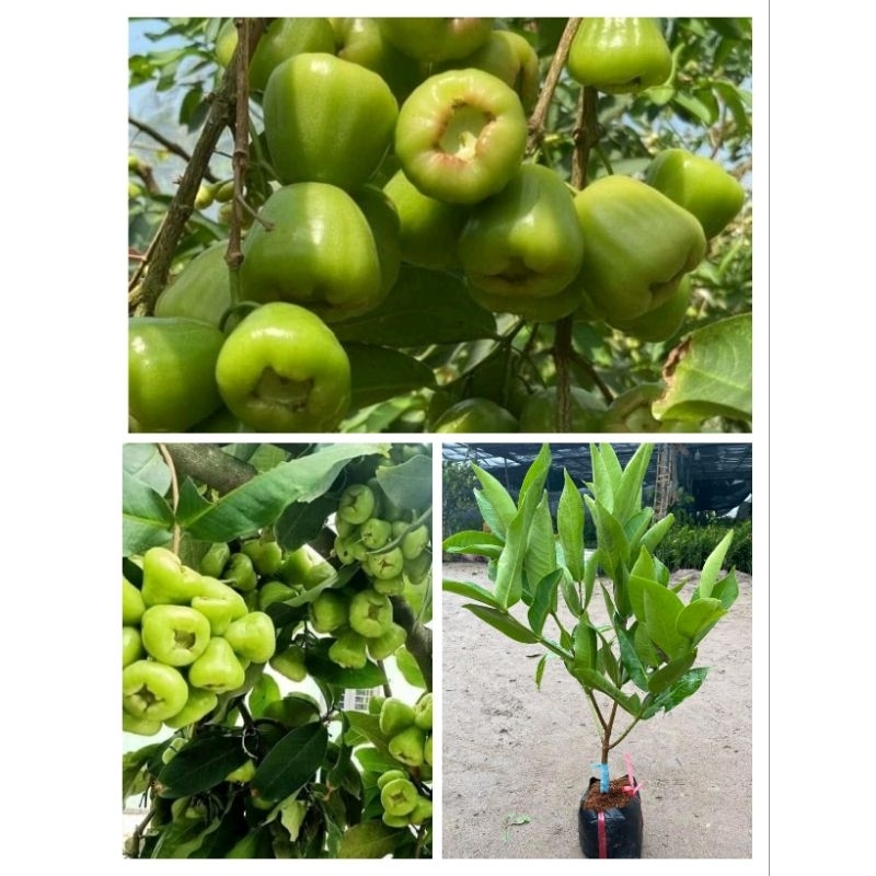 Cây mận xanh đường ST, đỏ MST( cập nhật 2026 )