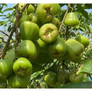 Cây mận xanh đường ST, đỏ MST( cập nhật 2026 )