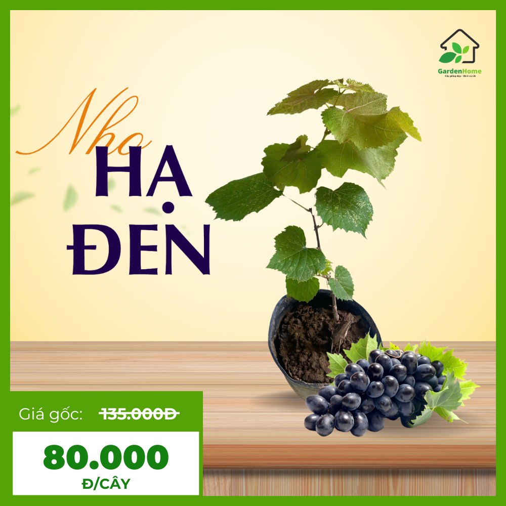 Giống nho HẠ ĐEN - Không hạt, dễ trồng, sớm trái, sai quả