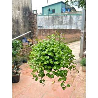 Cây lan đô la - dola giỏ treo  cao 20-25cm, thân leo rất nhanh, chậu cây cảnh treo tường