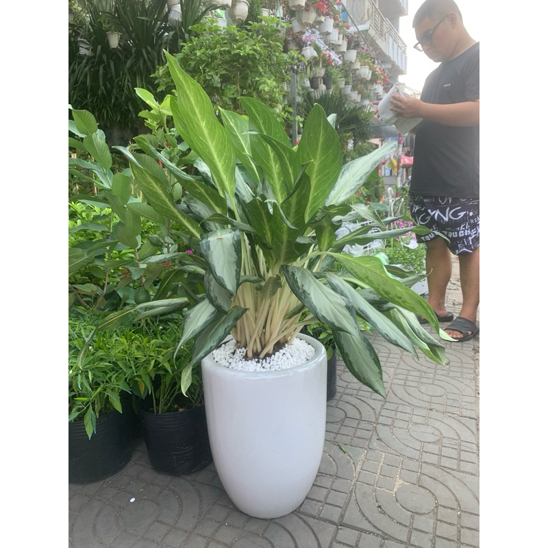 Cây giữ tiền size trung + chậu sứ boom trung