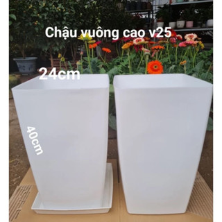  Chậu nhựa trồng cây kiểu vuông cao -cỡ lớn VD25  40*24cm  