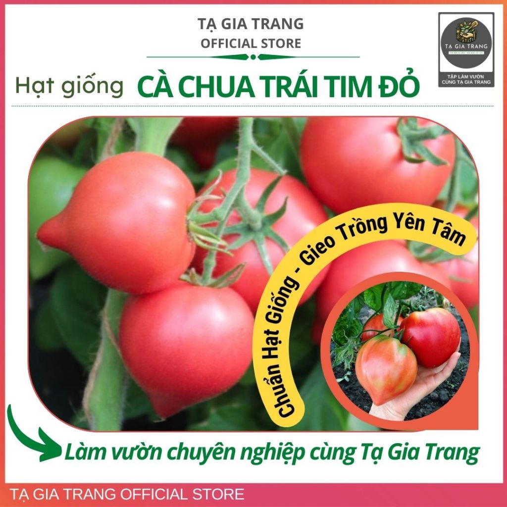 Hạt giống cà chua trái tim đỏ - Shop hạt giống Tạ Gia trang