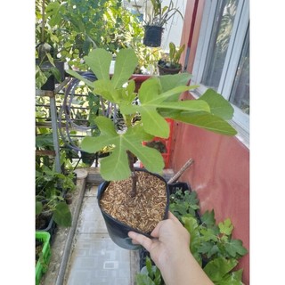 Cây sung mỹ, (cây giống), cây chiết cành, cây nguyên bản, ko phải cây ghép, quả thơm ngon
