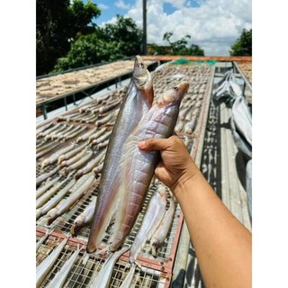 KHÔ CÁ KẾT. 500G 5CON (giao hỏa tốc)