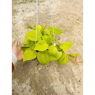 Chậu treo Trầu bà Thái - Neon Pothos