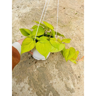 Chậu treo Trầu bà Thái - Neon Pothos
