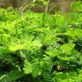 Cây cam thảo dây chuẩn giống dễ trồng nhiều công dụng ươm sẵn trong bầu