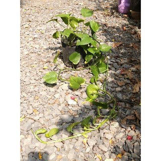 Trầu bà đốm