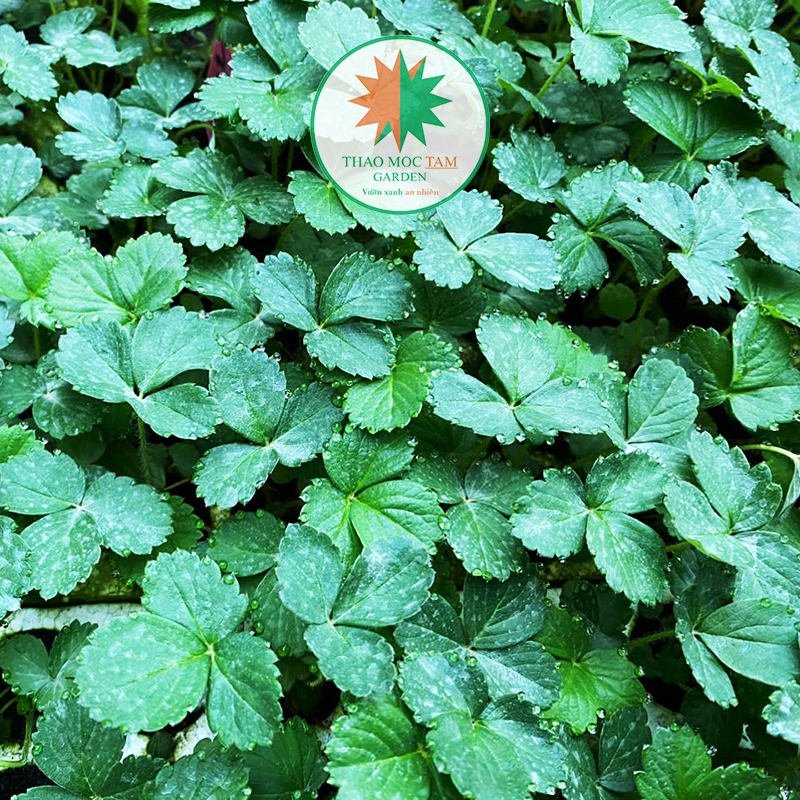 Dâu Tây Nhật Hana Giống – Cây giống cấy mô – Strawberry