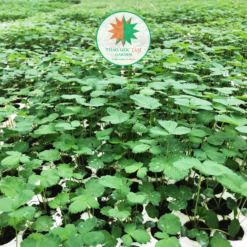 Dâu Tây Skyberry Giống – Cây giống cấy mô – Strawberry