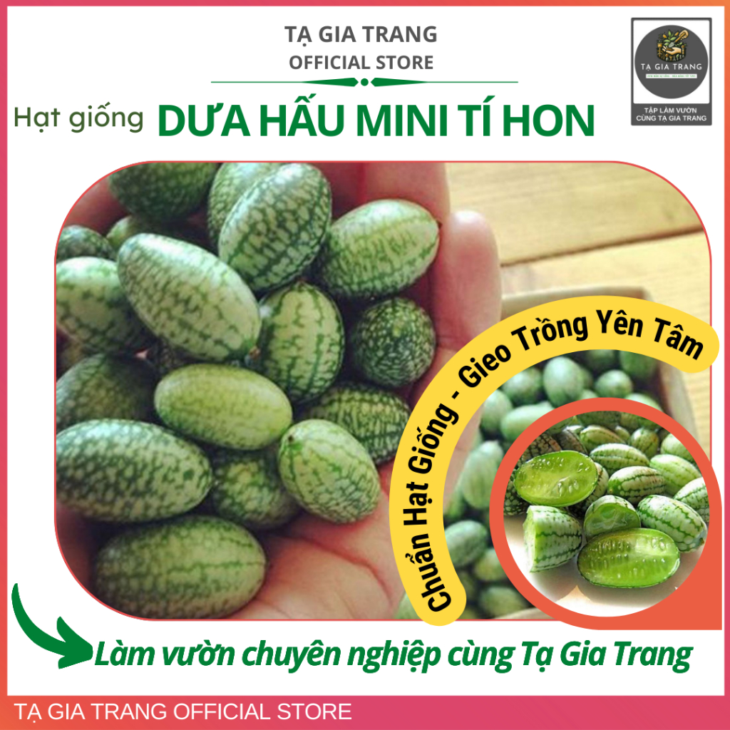 Hạt giống dưa hấu mini tí hon, ngọt, giòn, dễ đậu quả, sinh trưởng khoẻ