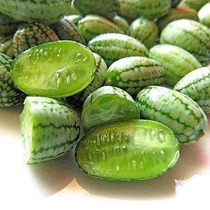 Hạt giống dưa hấu mini tí hon, ngọt, giòn, dễ đậu quả, sinh trưởng khoẻ