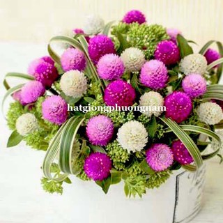 1 Gram - Hạt Giống Hoa Cúc Nút Áo (Bách Nhật) Mix Phương Nam