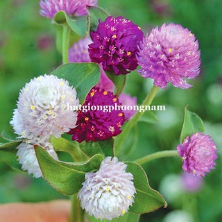 1 Gram - Hạt Giống Hoa Cúc Nút Áo (Bách Nhật) Mix Phương Nam