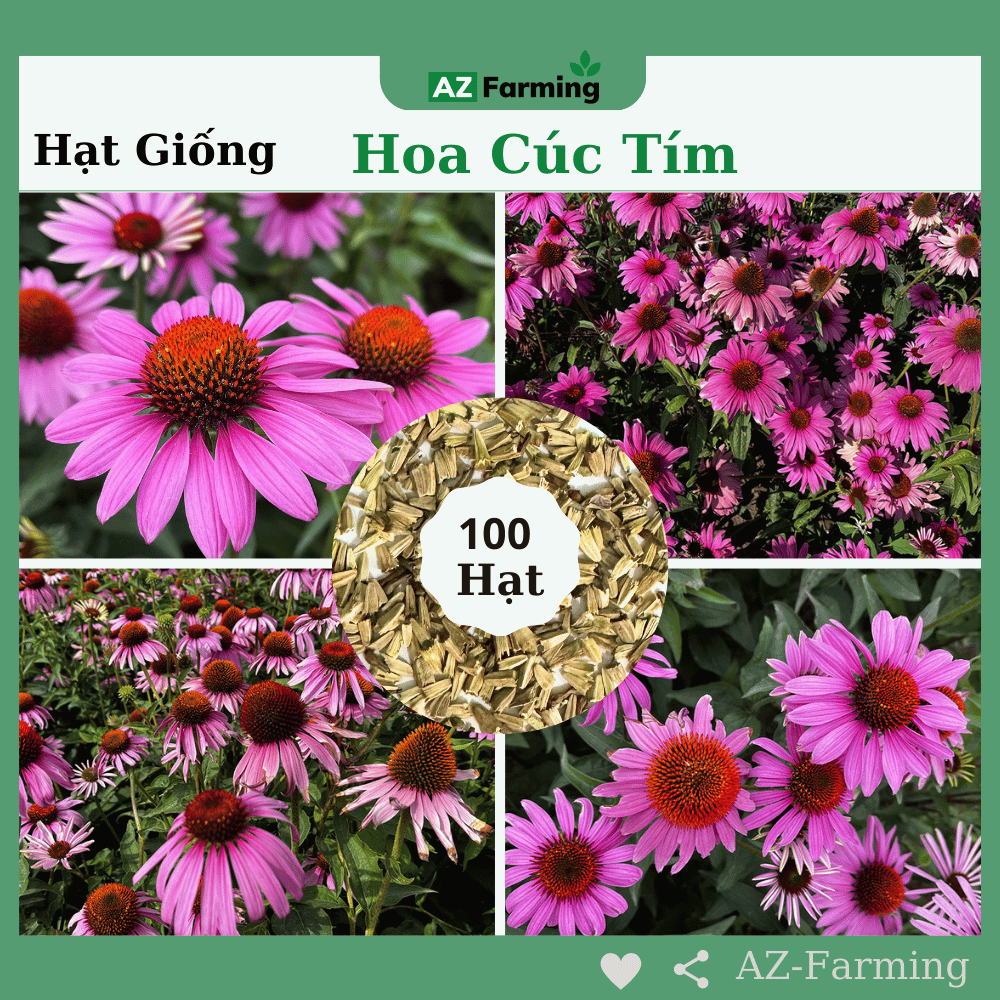 Hạt Giống Hoa Cúc Tím - Gói 100 Hạt - AZ Farming