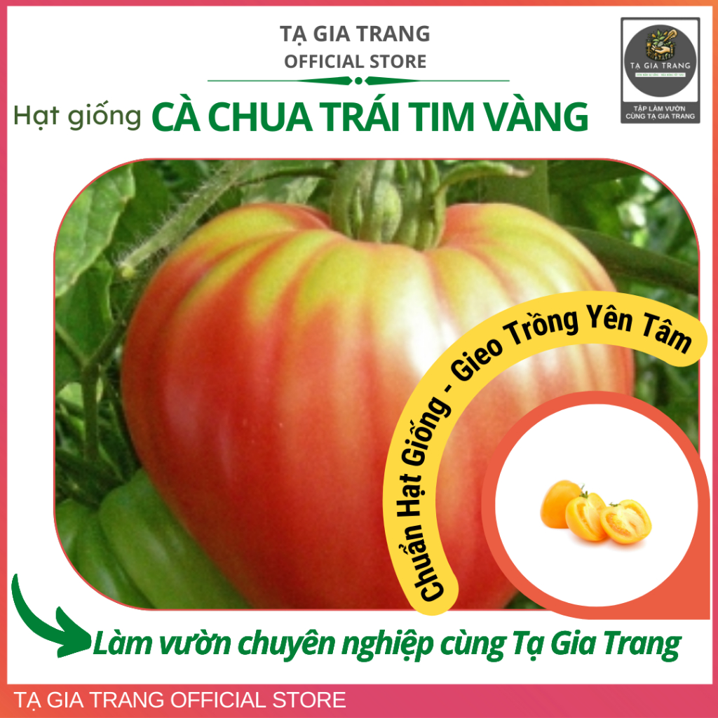 Hạt giống cà chua trái tim vàng - Shop hạt giống Tạ GIa Trang