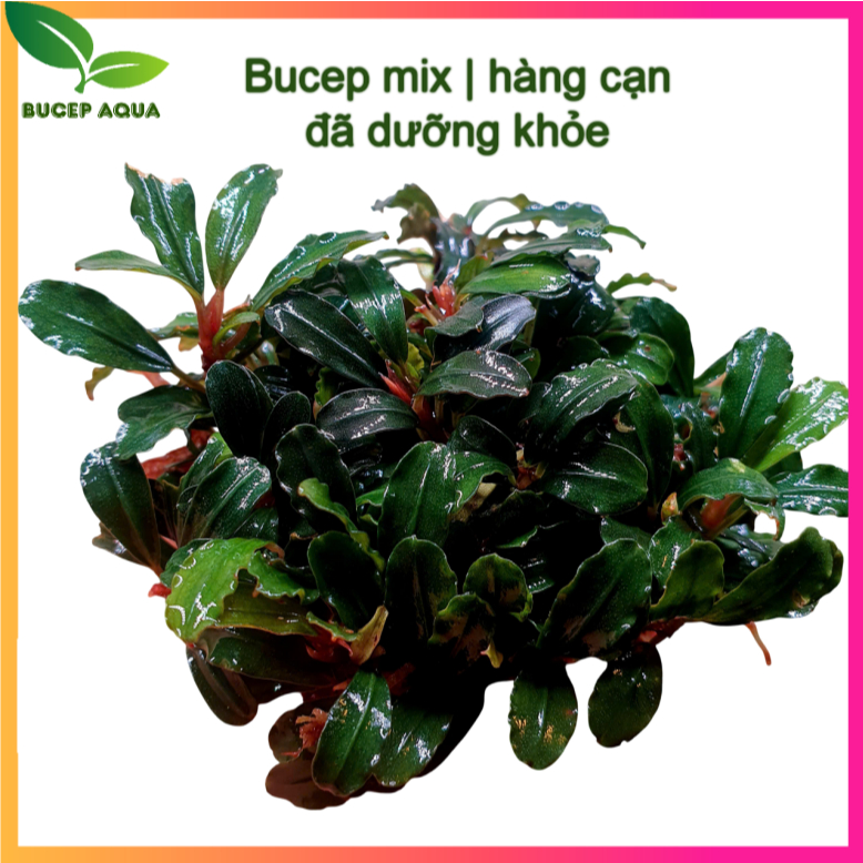 Bucep mix - boyan,brownie seri - hàng lá cạn - Bucep Aqua
