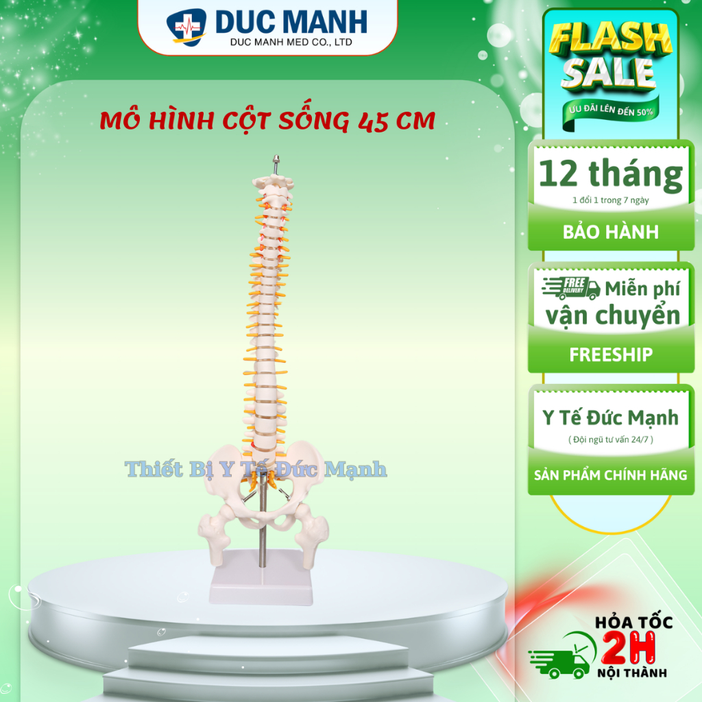 Mô hình cột sống 45 cm- Mô hình giải phẫu cột sống, mô hình xương cột sống