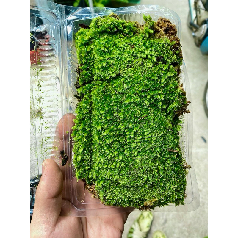 rêu cusion / cỏ mây dành cho bể bán cạn,terrarium