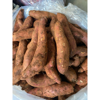  Combo 5kg Khoai Mật Tà Nung - Đà Lạt -> Đọc Mô Tả  GIAO HOẢ TỐC & NHANH  