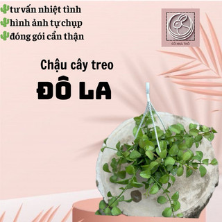Kiểng lá: Đô-la chậu treo