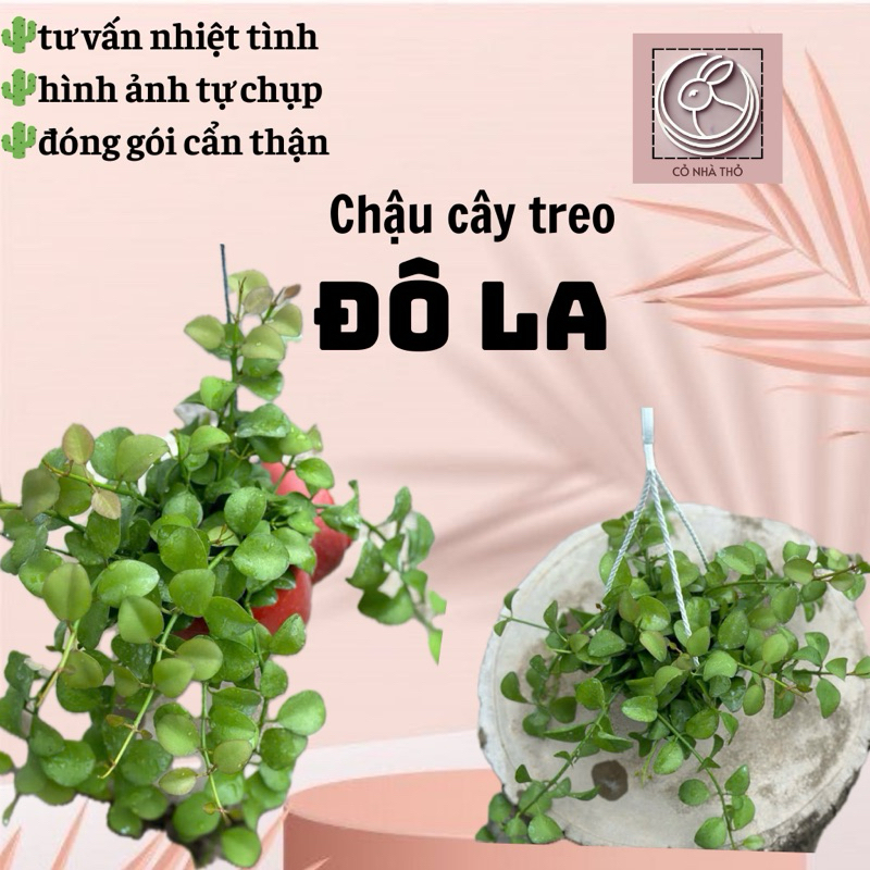 Kiểng lá: Đô-la chậu treo
