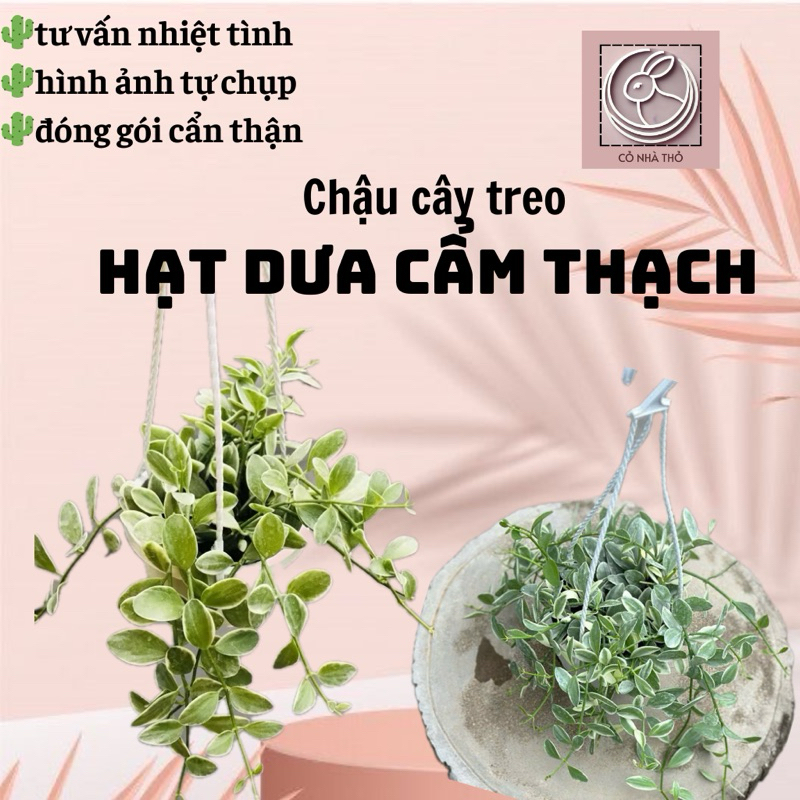 Lá HẠT DƯA CẨM THẠCH chậu treo