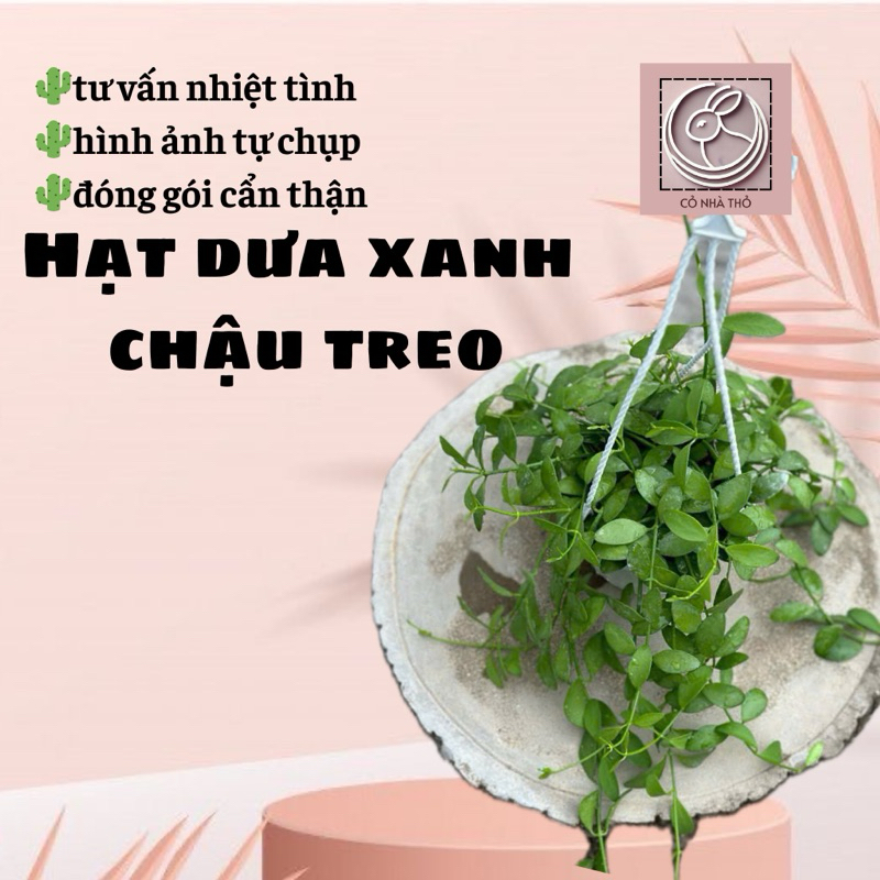 Lá HẠT DƯA XANH chậu treo