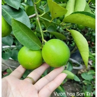 (VHST giao trong ngày) Cây CHANH KHÔNG HẠT đang hoa trái.