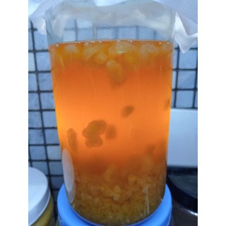 nấm nước water kefir( nấm nước kefir dùng làm nước có gas)