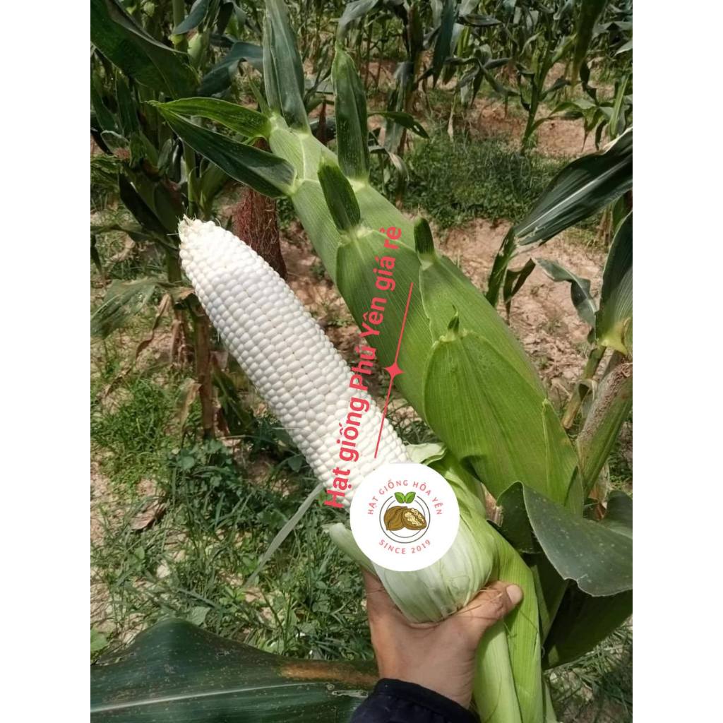 2 kg Hạt giống bắp nếp Thái Lan Fancy 39 trái to năng suất cao (tặng kèm bắp tím)