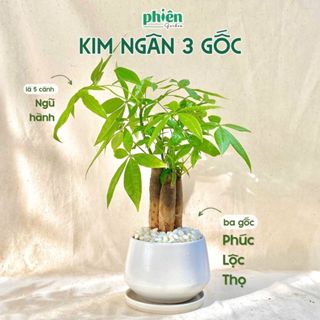 Chậu Cây Kim Ngân 3 Thân - Kim Ngân Tam Lộc Kèm Chậu Gốm Tráng Men