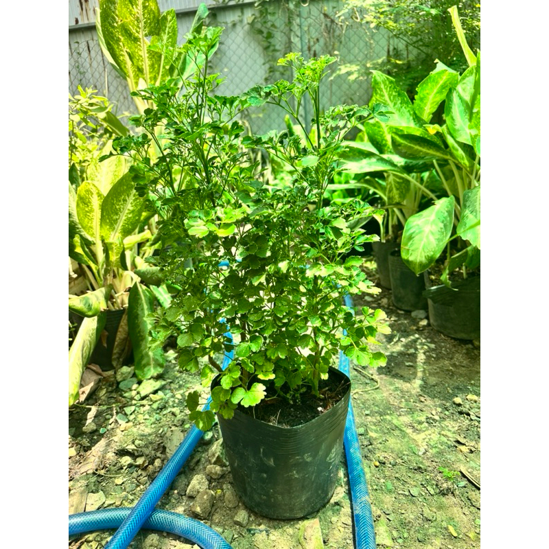 [Hỏa tốc 3h] Cây đinh lăng lá tròn - Đinh lăng phong thủy