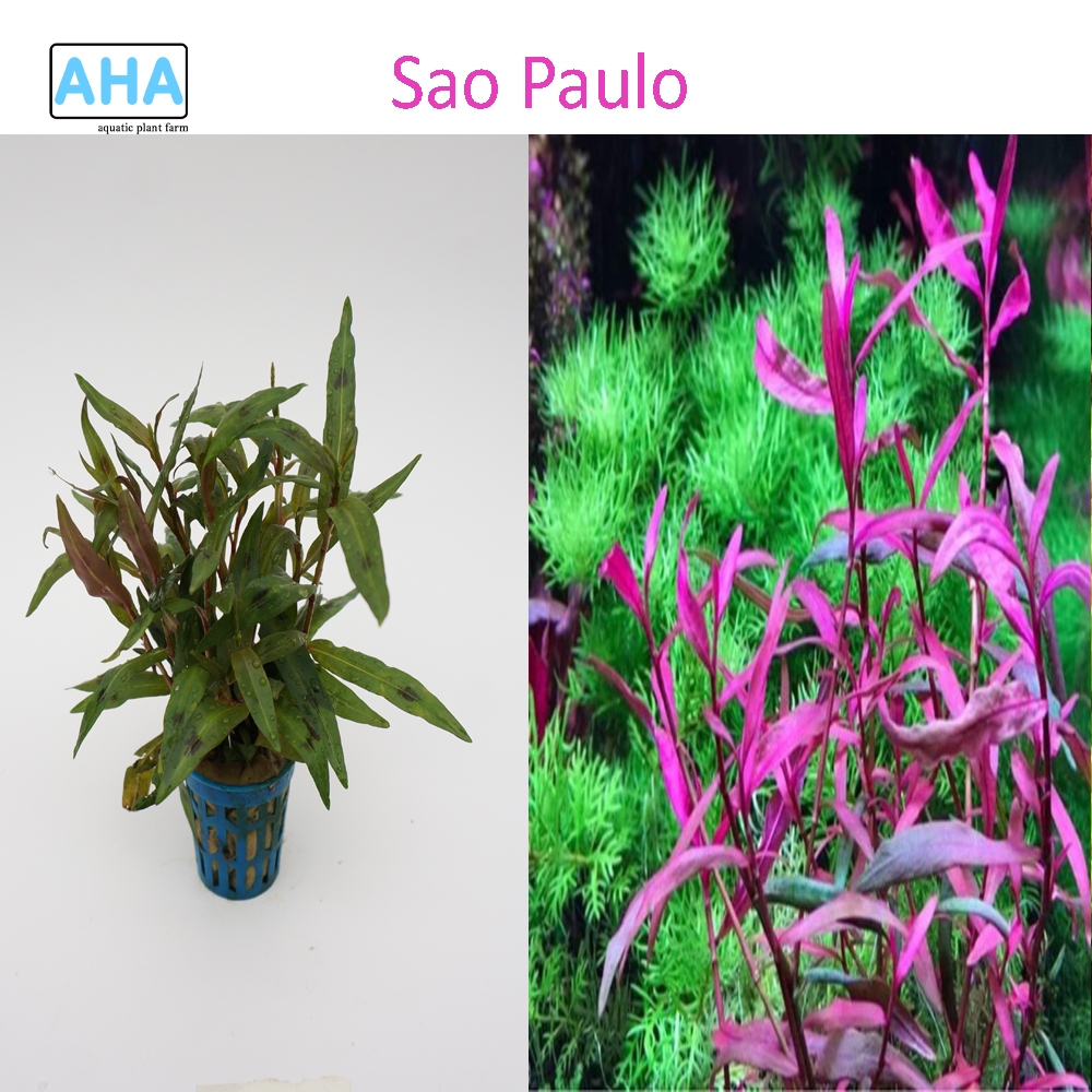 Cây Thủy Sinh Sao Paulo (15 ngọn)