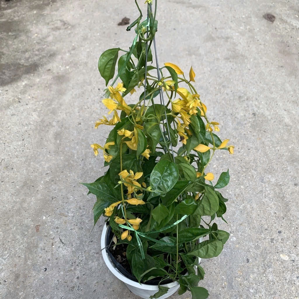 Chậu Treo Hoa Lan Hoàng Dương - Cây Lan Hoàng Dương leo giàn trang trí ban công, tầng thượng