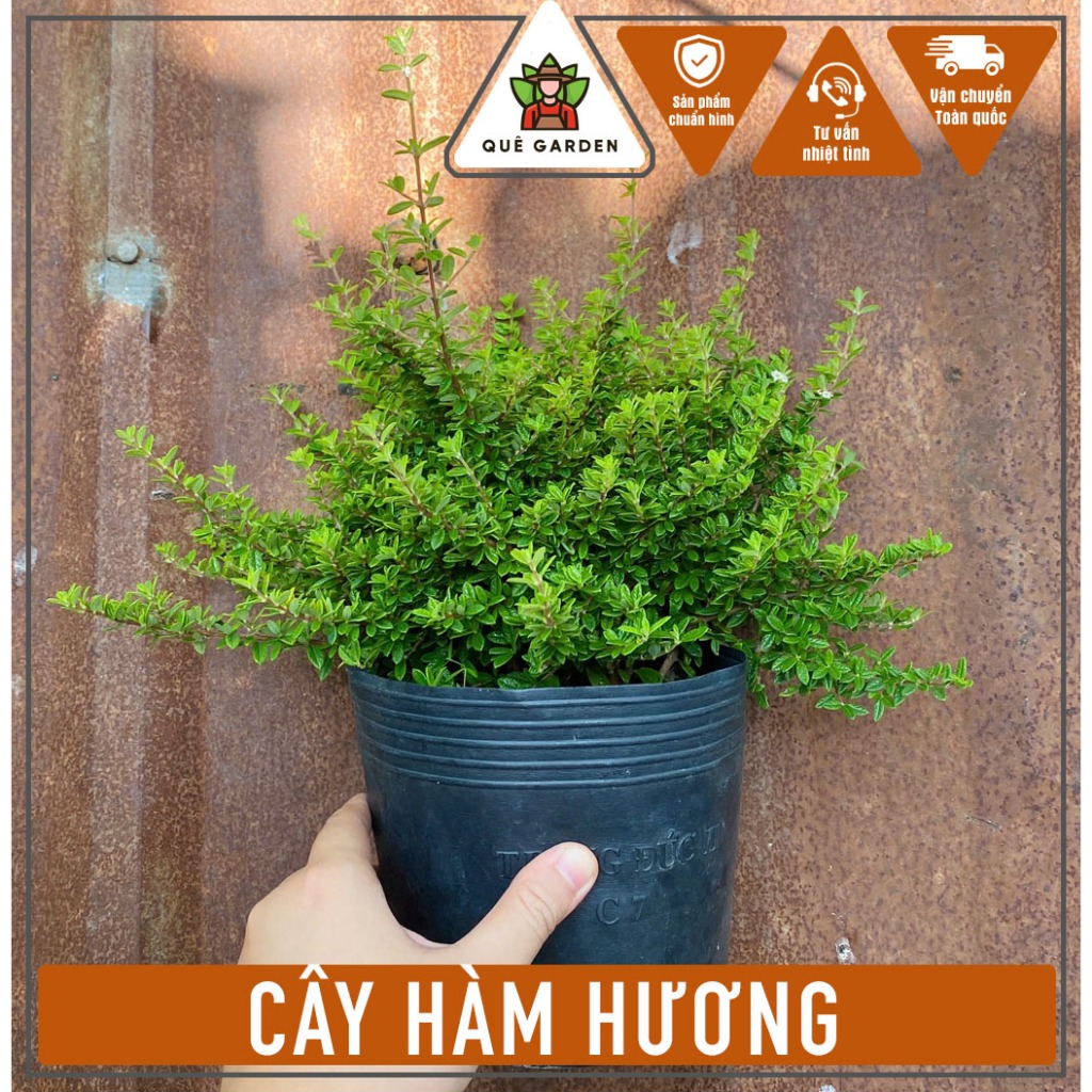 Cây Hàm Hương - Tổng thể tầm 20-30 cm - Hương thơm dễ chịu từ thân và lá!