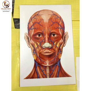 COMBO 5 TRANH FILLER, tranh Fomex dán tường tặng kèm băng dính