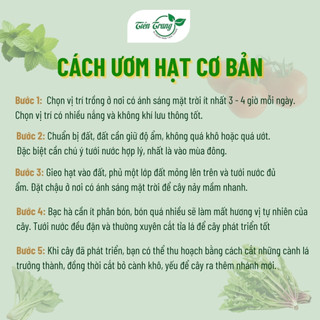 Hạt Giống Rau Bạc Hà Mint Thái Rất Thơm Thuận Nông, Dễ Trồng, Trồng Quanh Năm, Thu Nhiều Lần, Nhiều Công Dụng