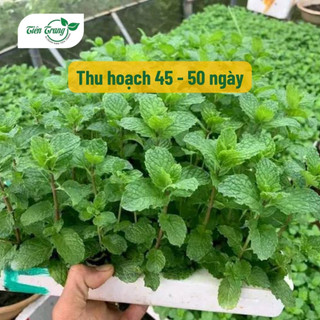 Hạt Giống Rau Bạc Hà Mint Thái Rất Thơm Thuận Nông, Dễ Trồng, Trồng Quanh Năm, Thu Nhiều Lần, Nhiều Công Dụng