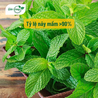 Hạt Giống Rau Bạc Hà Mint Thái Rất Thơm Thuận Nông, Dễ Trồng, Trồng Quanh Năm, Thu Nhiều Lần, Nhiều Công Dụng