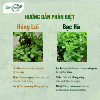 Hạt Giống Rau Bạc Hà Mint Thái Rất Thơm Thuận Nông, Dễ Trồng, Trồng Quanh Năm, Thu Nhiều Lần, Nhiều Công Dụng