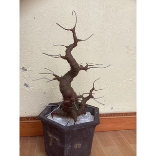 gốc bonsai dáng mẫu tử
