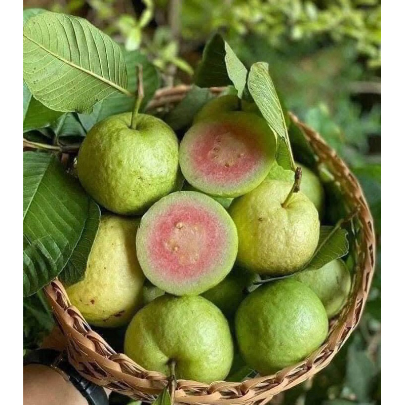 (Hỏa tốc HCM) Ổi Ruby Miền Tây - 🇻🇳Nông Sản Việt Nam Chất Lượng