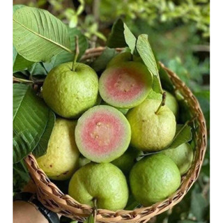 (Hỏa tốc HCM) Ổi Ruby Miền Tây - 🇻🇳Nông Sản Việt Nam Chất Lượng