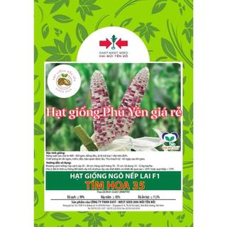 Hạt giống bắp nếp tím hoa 35 gói 1kg siêu dẻo (tặng kèm bắp tím)