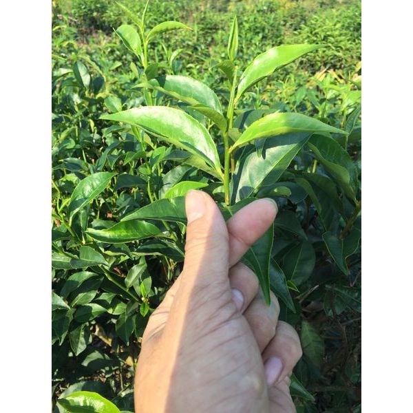 LÁ TRÀ XANH (LÁ CHÈ XANH) 1KG (TP.HCM)