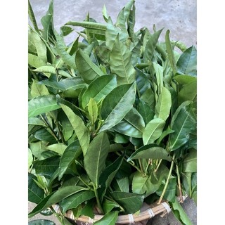 LÁ TRÀ XANH (LÁ CHÈ XANH) 1KG (TP.HCM)