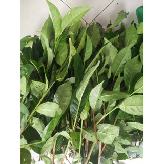 LÁ TRÀ XANH (LÁ CHÈ XANH) 1KG (TP.HCM)